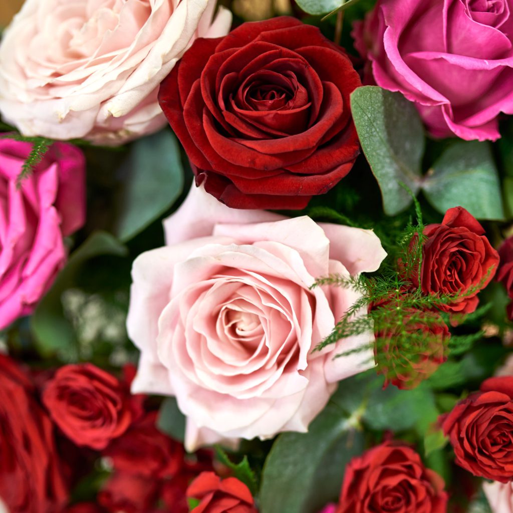 rosas-multicoloridas