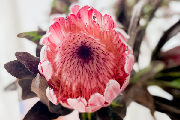 protea-cor-de-rosa