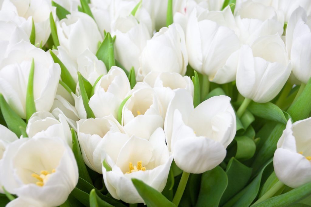 tulipas-brancas