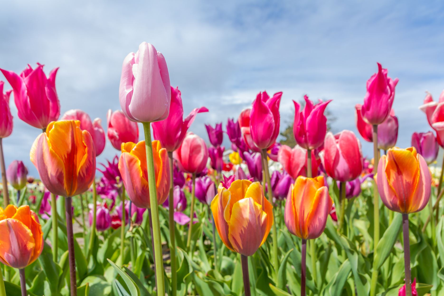 tulipas-multicor-no-jardim