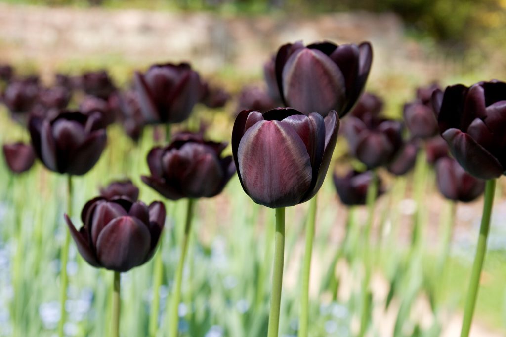 tulipas-negras