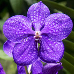 orquidea-vanda