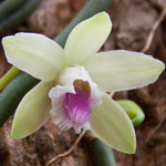 orquidea-vanille