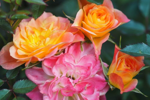 Variedades de rosas - Rosa Mandarin