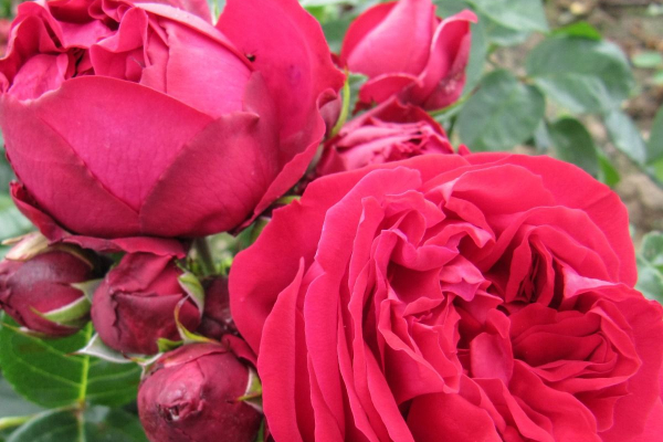 Variedades de rosas - Rosa Red Eden