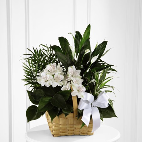 The FTD Peace and Serenity Dishgarden