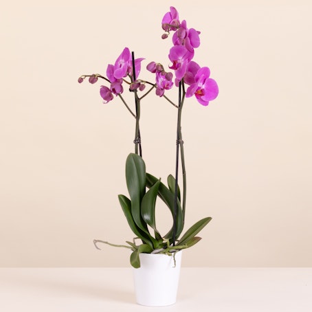 Orquídea cor-de-rosa