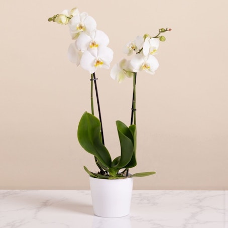 Orquídea da Memória