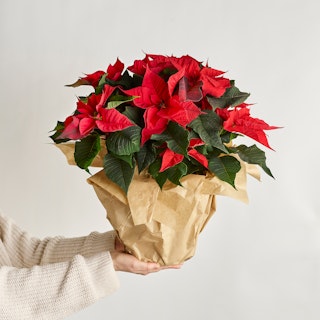 Estrela de Natal