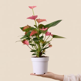 Anthurium