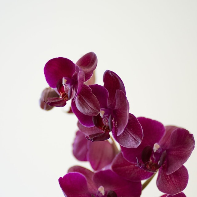 Orquídea cor-de-rosa