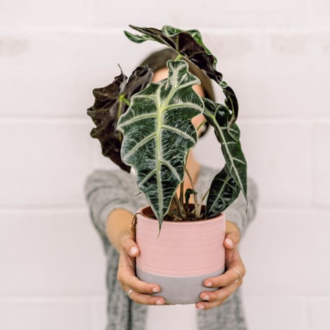 Plantas de presente: conselhos para saber qual escolher