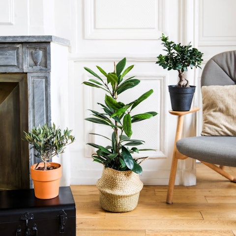 Otros conselhos sobre quais tipos de plantas para oferecer