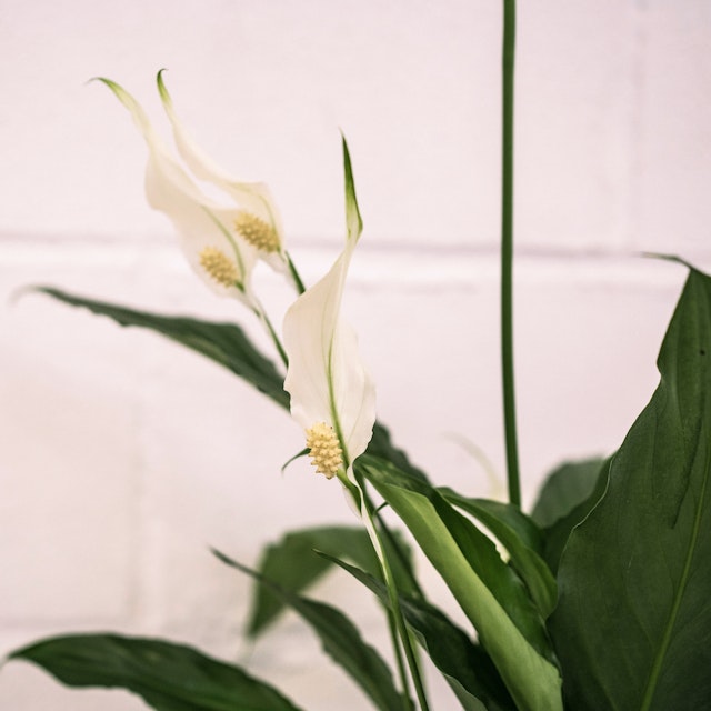 Spathiphyllum