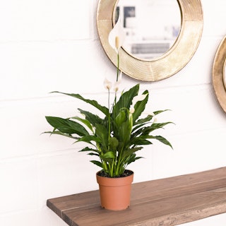 Spathiphyllum