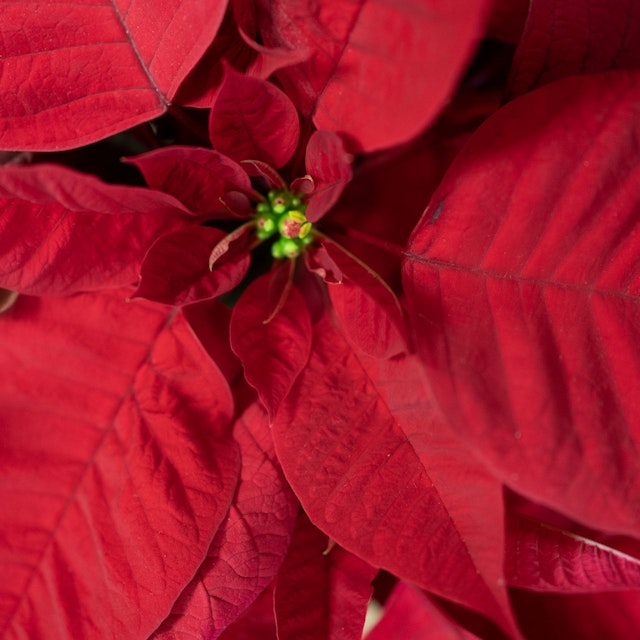 Cesta de Estrela de Natal Grande