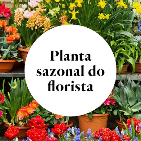 Planta Sazonal do Florista