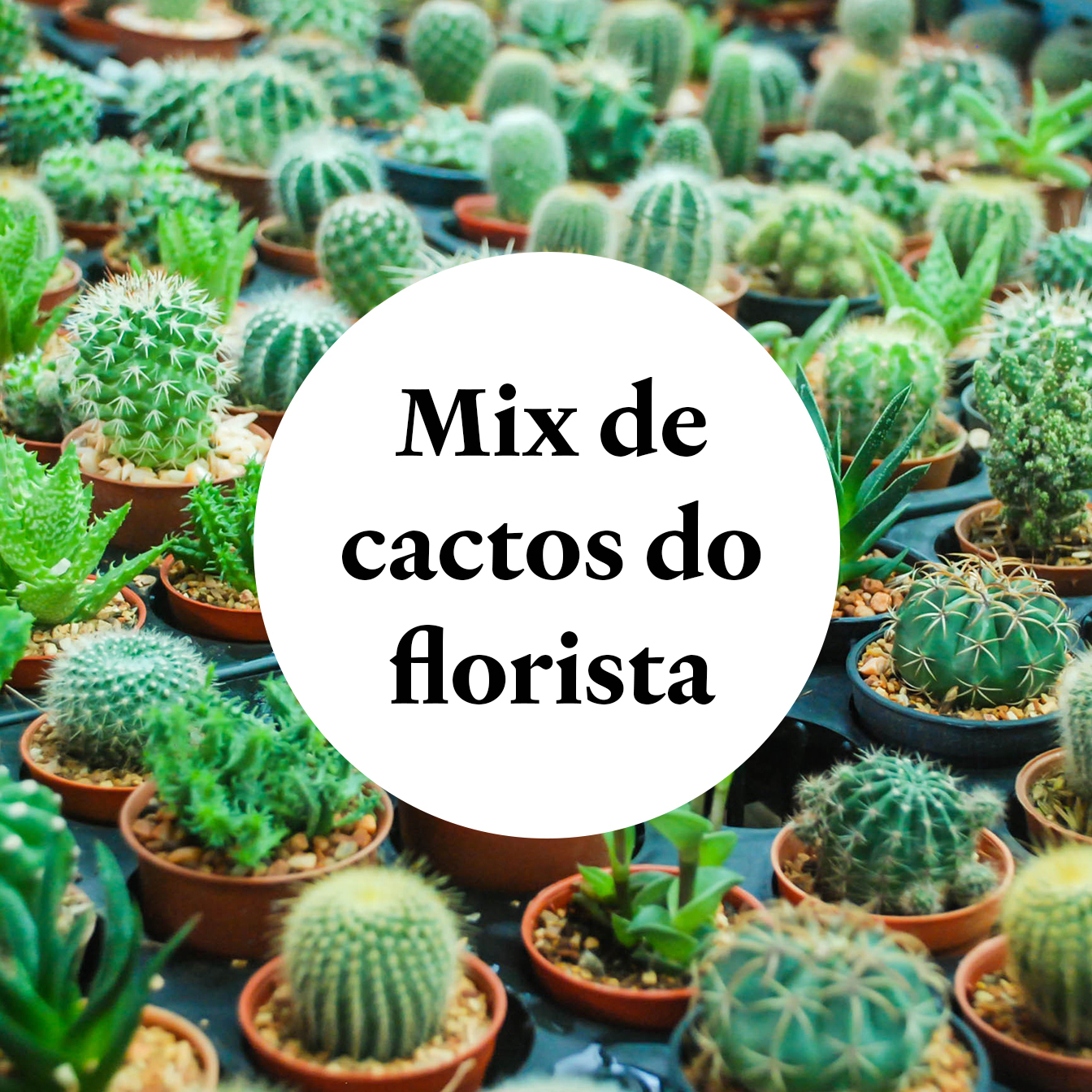 Mix de mini cactos