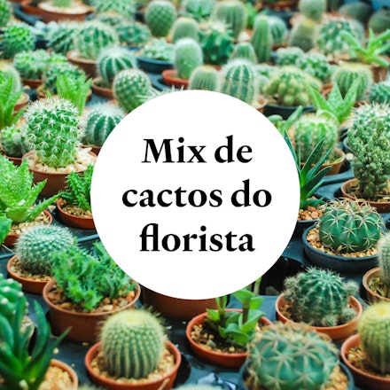 Mix de mini cactos