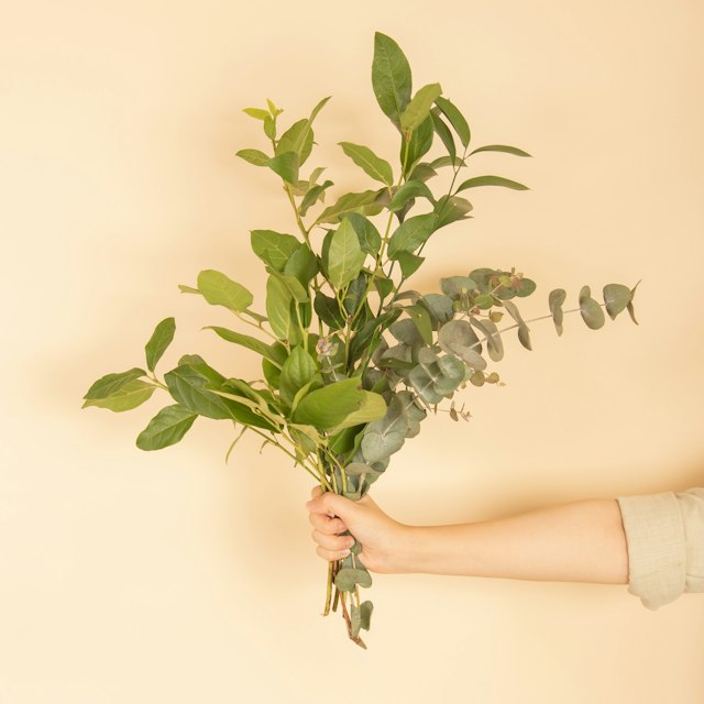 Verde decorativo