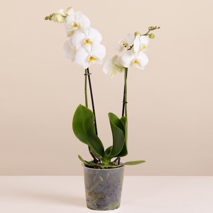 Orquídea Branca
