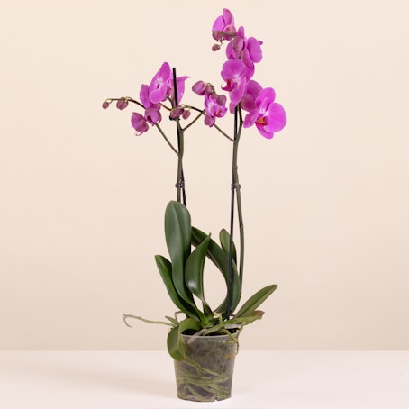 Orquídea cor-de-rosa